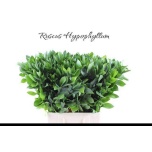 Ruscus hypophyllum 70-75cm (pk)