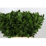 Ruscus hypophyllum 70cm (pk)