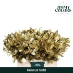 Ruscus hypophyllum paint Gold 60cm tk
