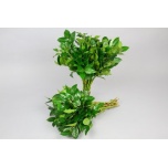 Salal Tips (pk)