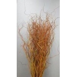Salix Golden Curls 120cm (tk)