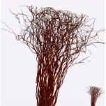 Salix Paju Golden Curls 130cm (tk)