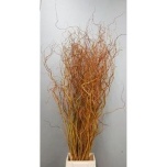 Salix Paju Golden Curls 130cm (tk)