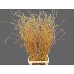 Salix Paju Golden Curls 130cm (tk)