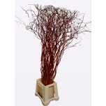 Salix Golden Curls 140cm (tk)
