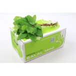 Salal Tips MINI 35cm (pk)