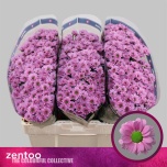 Chrysanthemum Krüsanteem Santini Krissi