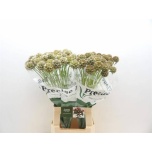 Scabiosa Tähtpea Stellata 70cm