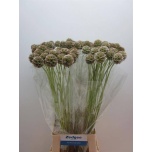 Scabiosa Tähtpea Stellata 80cm