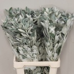Senecio Jacobea Full Moon 70cm