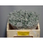 Senecio Jacobaea Ristirohi Maritima 45cm