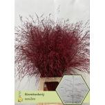 Panicum paint Bordoo (tk)