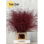 Ornamental grass Panicum paint Bordoo (tk)
