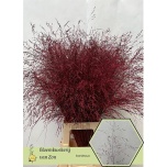 Panicum paint Bordoo (tk)