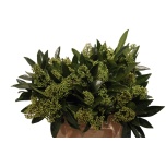 Skimmia Kew Green 40cm (pk)