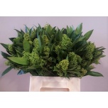 Skimmia Kew Green 40cm (pk)