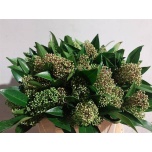 Skimmia Kew Green 40cm (pk)