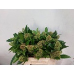 Skimmia Kew Green 40cm (pk)