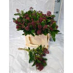 Skimmia Rubella 35cm (pk)