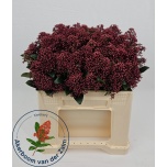 Skimmia Rubella 35cm (pk)