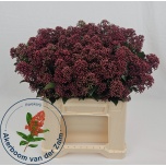 Skimmia Rubella 40cm (pk)