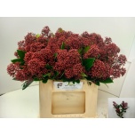 Skimmia Rubella 40cm (pk)