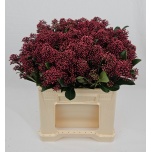 Skimmia Rubella 40cm (pk)