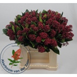Skimmia Rubella 40cm (pk)