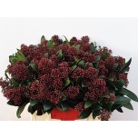 Skimmia Rubella 40cm (pk)