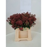 Skimmia Rubella 40cm (pk)