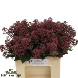 Skimmia Rubella 40cm (pk)