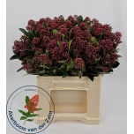 Skimmia Rubella 40cm (pk)