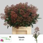 Skimmia Rubella 50cm (pk)