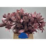 Skimmia paint Rose Gold 45cm (pk)