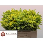 Solidago Kuldvits Tara 55cm