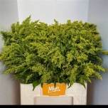 Solidago Kuldvits Golden Glory 60cm