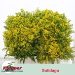 Solidago Kuldvits Golden Glory 60cm