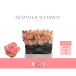 Roos 40cm Sophia Loren