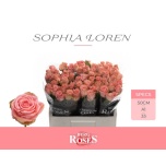 Roos 50cm Sophia Loren