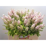 Spiraea Enelas Pink Innocence 60cm