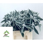 Stachys Nõianõges Silver Finch 40cm