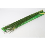 Steelgrass 120cm (pk)