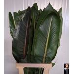 Strelitzia leht 80cm (tk)