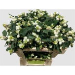 Symphoricarpos Lumimari 50cm Magic Milky Way