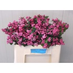 Symphoricarpos Lumimari Magic Ruby Giant 50cm