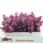 Symphoricarpos Lumimari Magic Ruby Giant 50cm