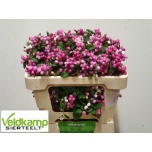 Symphoricarpos Lumimari Magic Ruby Giant 50cm