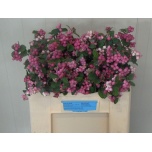 Symphoricarpos Lumimari Magic Ruby Giant 50cm