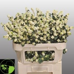 Symphoricarpos Lumimari Magic Lemon Lime 70cm