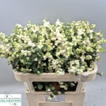 Symphoricarpos Lumimari Magic Lemon Lime 70cm